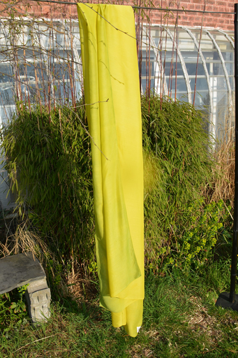Etole sophora